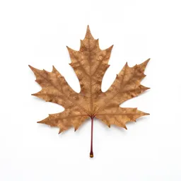 Winged elm
