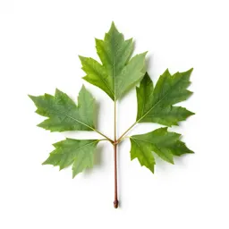 Witch elm
