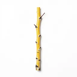 Yellow birch