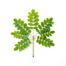 Albizzia