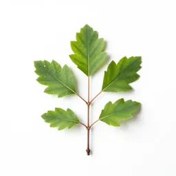 Alder
