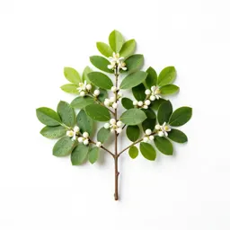 Allspice tree