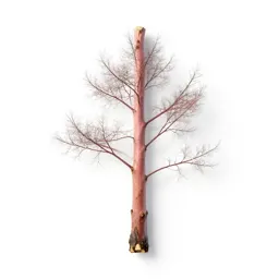 Alpine ash