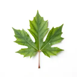 Elm