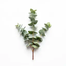 Eucalyptus