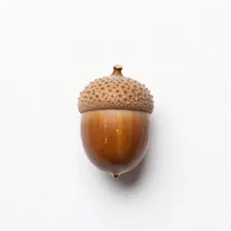 Oak chestnut