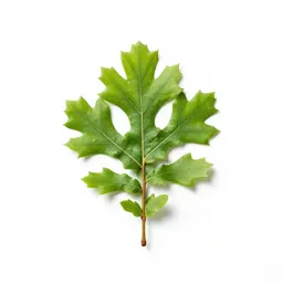 Oak