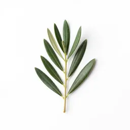 Olive tree
