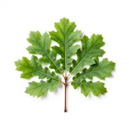 Overcup oak