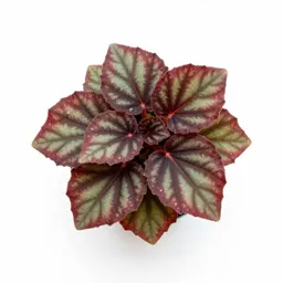 Beefsteak begonia