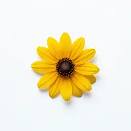 Black-eyed Susan