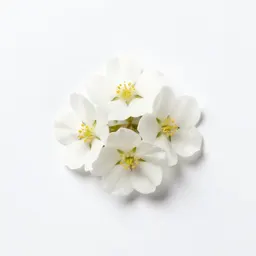 Bladder campion