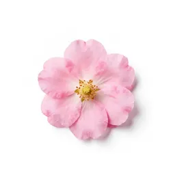 Bloomer