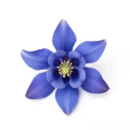 Blue columbine