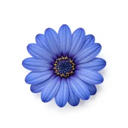 Blue daisy