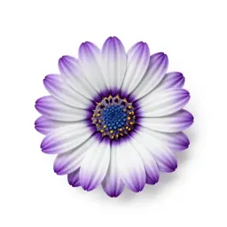 Blue-eyed African daisy