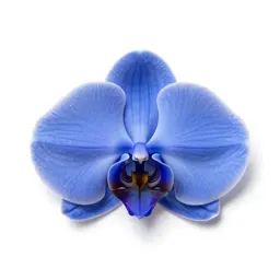 Blue orchid
