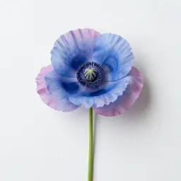 Blue poppy