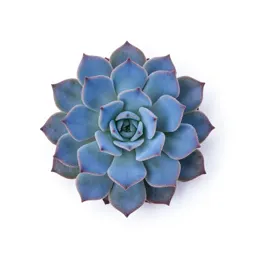 Blue succory
