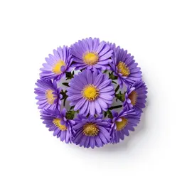 Bog aster