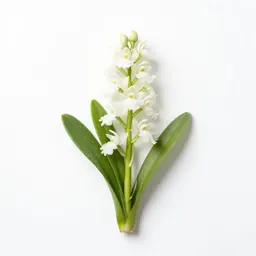Bog rein orchid