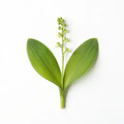 Broad-leaved twayblade