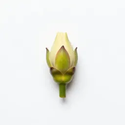 Bud