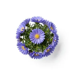 Bushy aster
