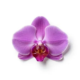 Caladenia