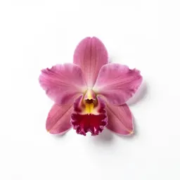 Calanthe