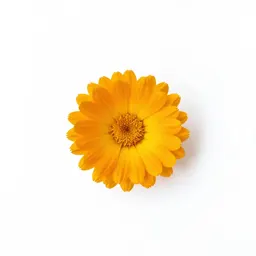 Calendula