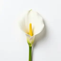 Calla lily