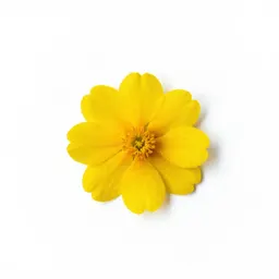 Cape marigold