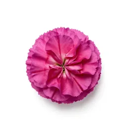 Carnation