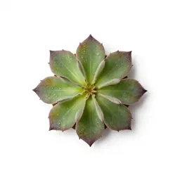 Catananche