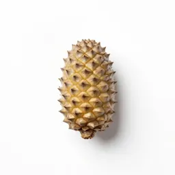 Catkin