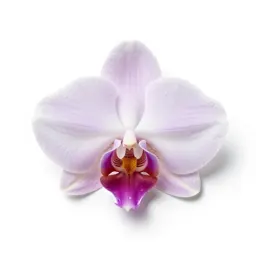 Cattleya
