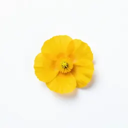 Celandine poppy