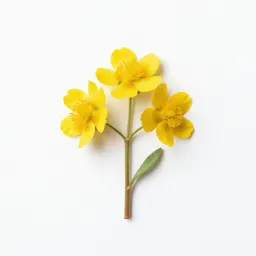 Celandine