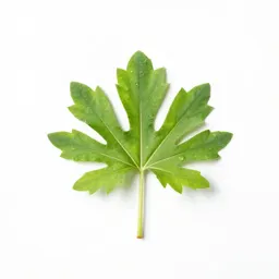 Chafeweed
