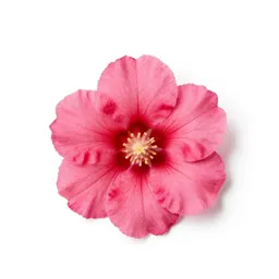 Cheddar pink