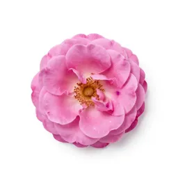 China pink
