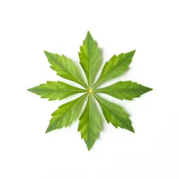 Cineraria