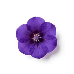 Closed gentian