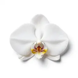 Coastal rein orchid