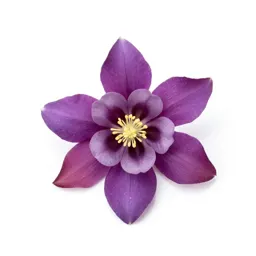 Columbine
