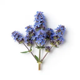Common ageratum