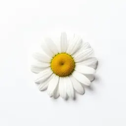 Common daisy