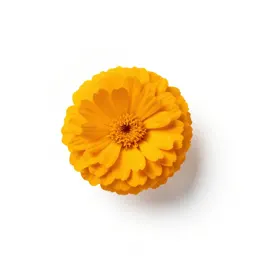 Common marigold