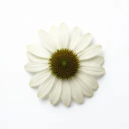 Coneflower
